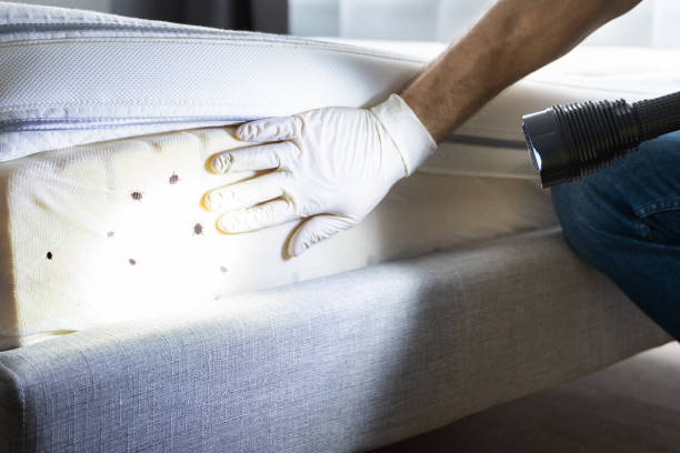 Best Termite Control Services  in Lake Shastina, CA